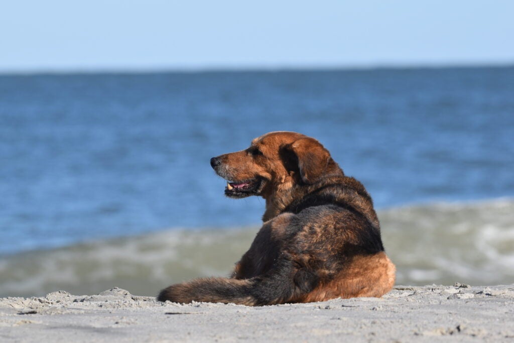 Doggie sitting on Carolina Beach by the shore.