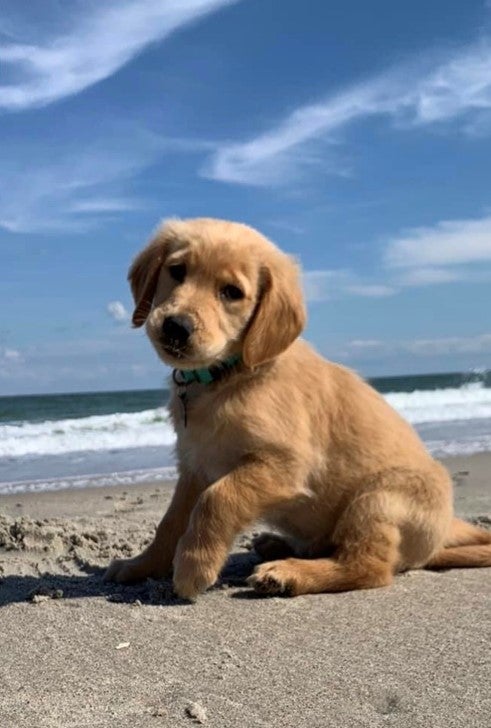 Puppy on Carolina Beach