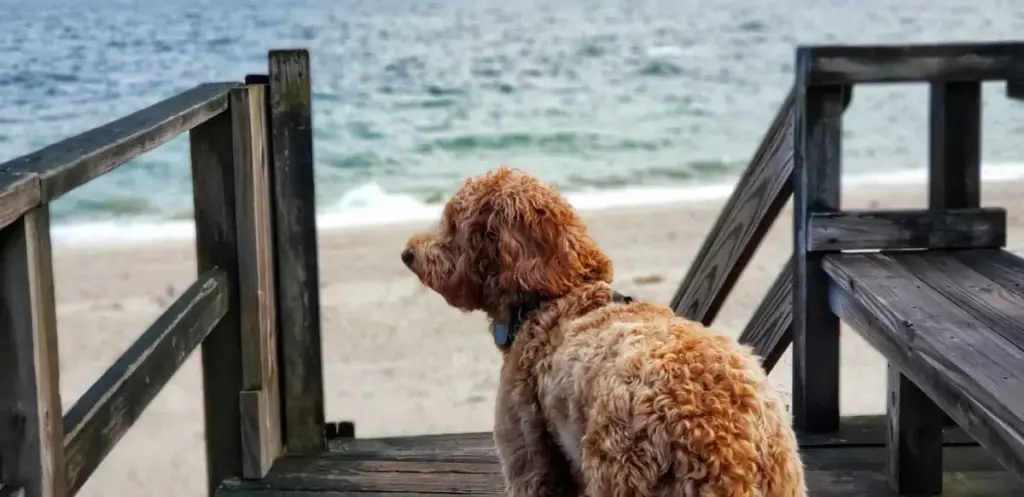 Dog-on-Boardwalk